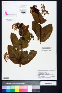 Asclepias humistrata image