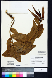 Asclepias humistrata image