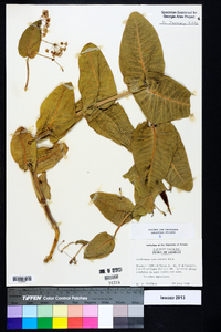 Asclepias humistrata image