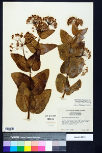 Asclepias humistrata image