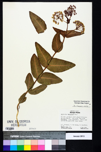 Asclepias humistrata image