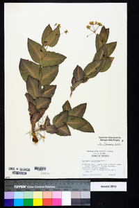 Asclepias humistrata image