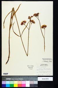 Asclepias lanceolata image