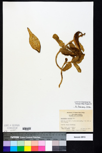 Asclepias obovata image