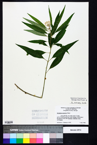 Asclepias perennis image