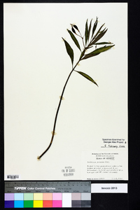 Asclepias perennis image