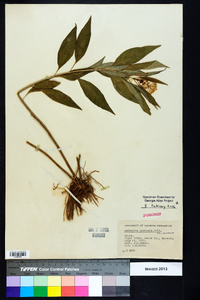 Asclepias perennis image