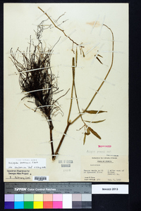 Asclepias perennis image