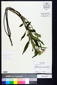 Asclepias perennis image