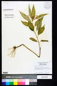 Asclepias perennis image