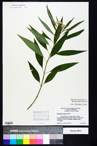 Asclepias perennis image