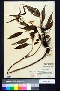 Asclepias perennis image