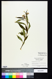 Asclepias perennis image