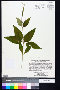 Asclepias quadrifolia image