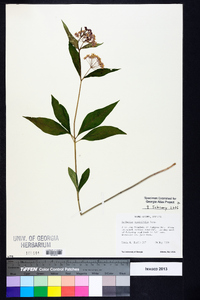 Asclepias quadrifolia image