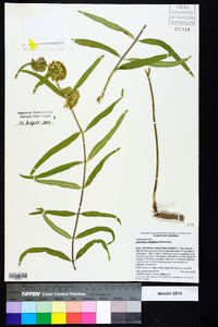 Asclepias viridiflora image