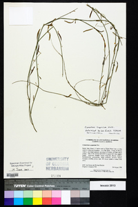 Cynanchum scoparium image