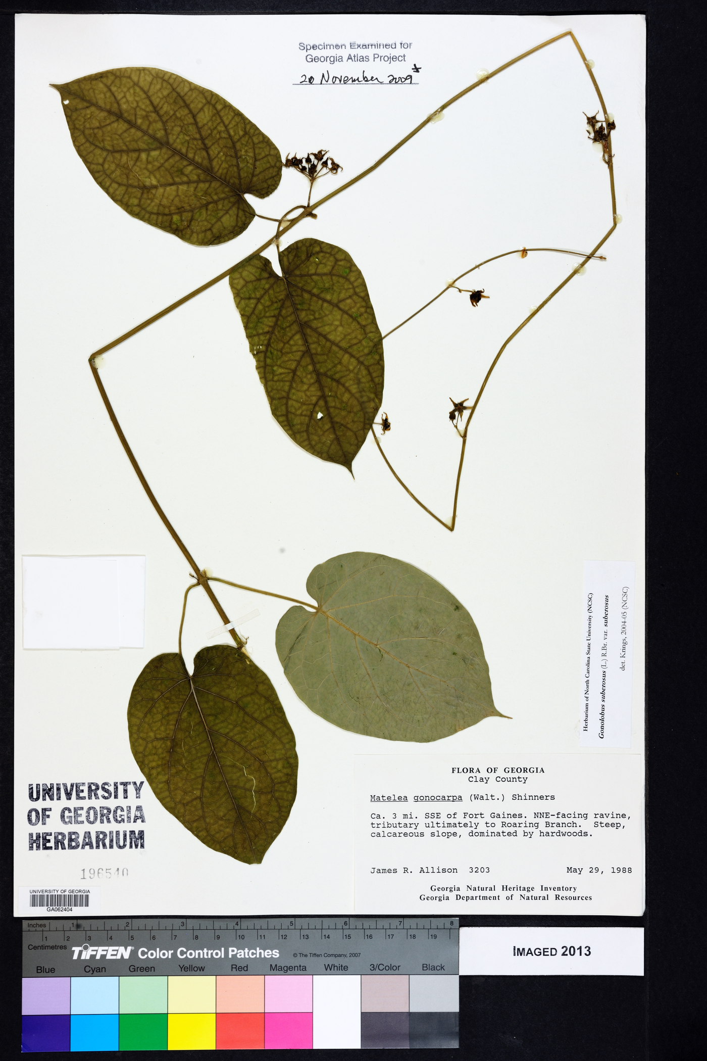 Gonolobus suberosus var. suberosus image
