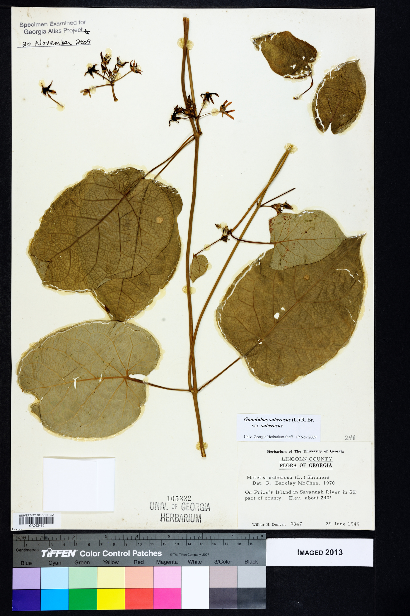 Gonolobus suberosus var. suberosus image