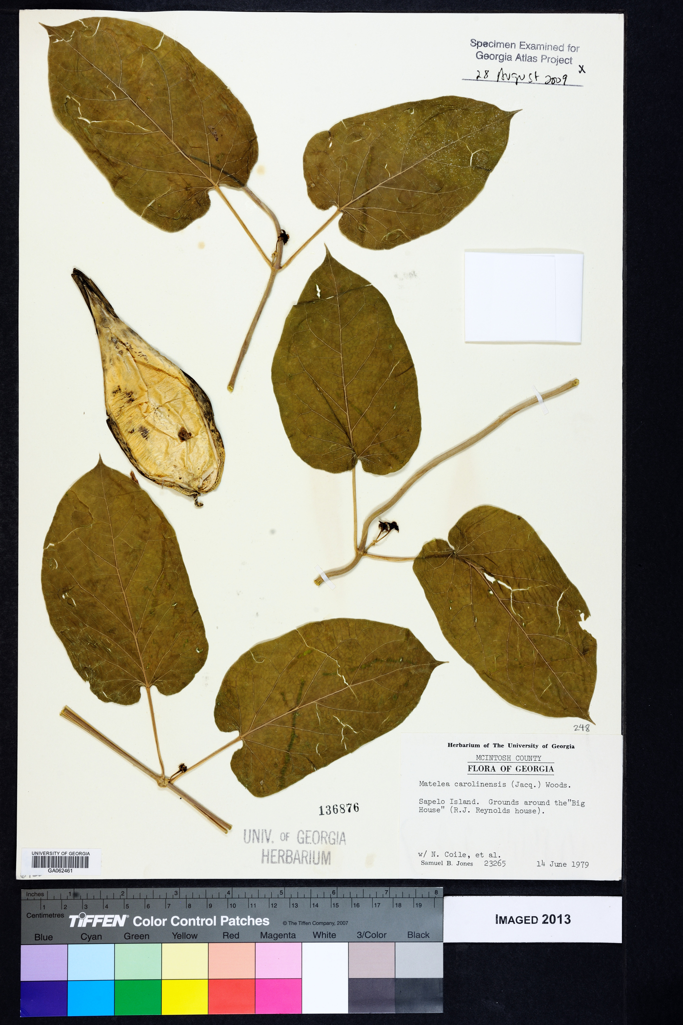 Matelea carolinensis image