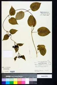 Matelea carolinensis image