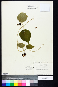 Matelea carolinensis image