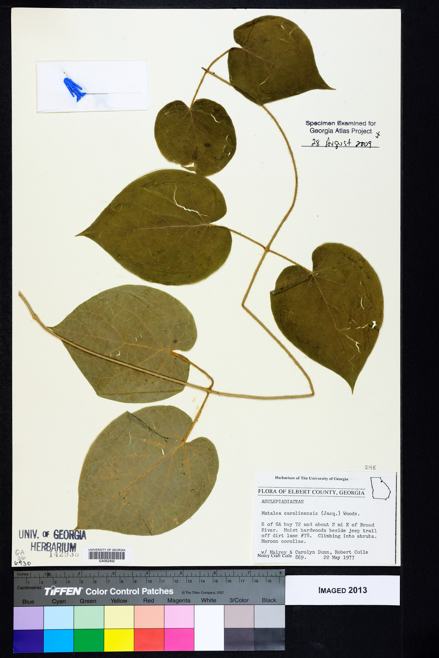 Matelea carolinensis image