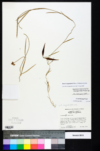 Seutera angustifolia image