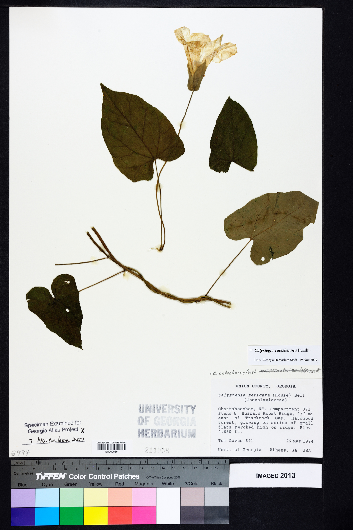 Calystegia catesbeiana image