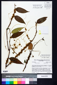 Cuscuta compacta image