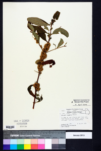 Cuscuta compacta image