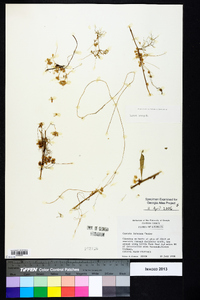 Cuscuta indecora image