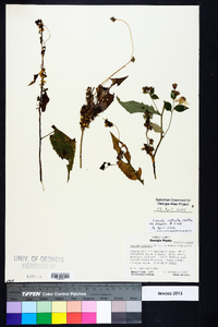 Cuscuta rostrata image