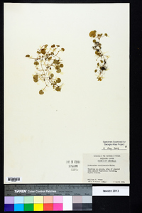 Dichondra carolinensis image