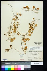 Dichondra carolinensis image