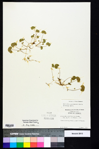 Dichondra carolinensis image