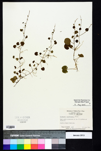 Dichondra carolinensis image