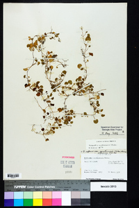 Dichondra carolinensis image