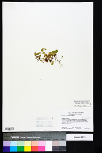 Dichondra carolinensis image