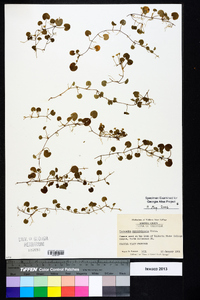 Dichondra carolinensis image