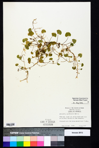 Dichondra carolinensis image