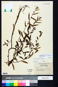 Ludwigia sphaerocarpa image