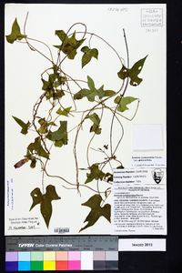 Ipomoea cordatotriloba var. cordatotriloba image