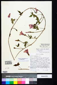 Ipomoea cordatotriloba var. cordatotriloba image