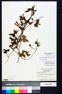 Ipomoea cordatotriloba image