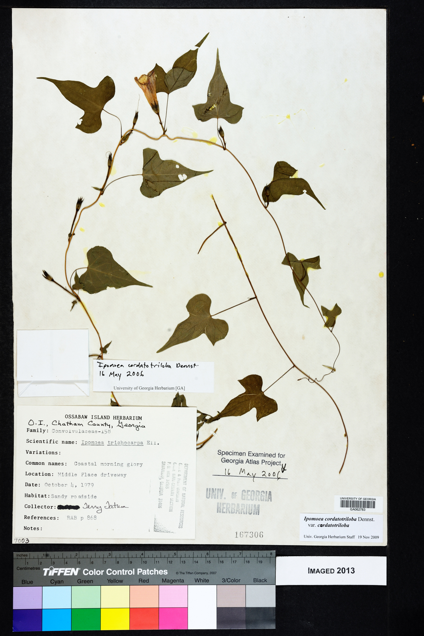 Ipomoea cordatotriloba var. cordatotriloba image