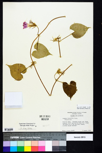 Ipomoea hederacea image