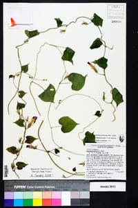 Ipomoea hederacea image