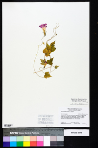 Ipomoea hederacea image