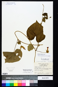 Ipomoea hederacea image